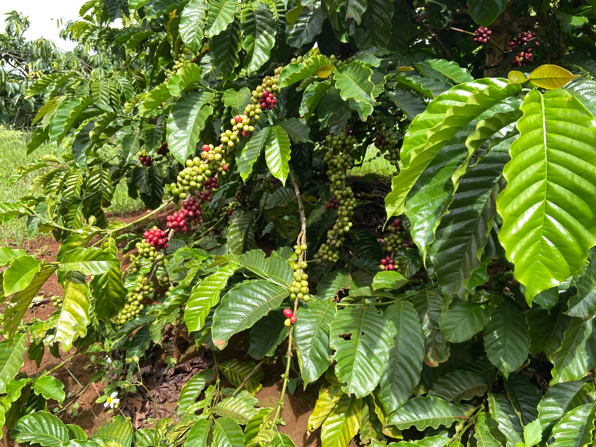 ベトナムのコーヒー農園